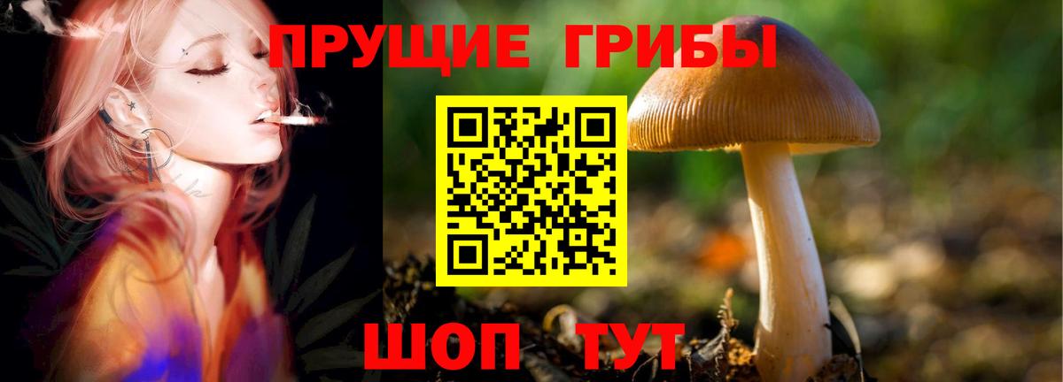 Галлюциногенные грибы GOLDEN TEACHER  Вход с VPN  Псилоцибиновые грибы Psilocybine cubensis  где продают наркотики  Дивногорск 